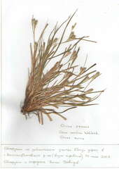 Carex secalina