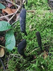 Xylaria longipes