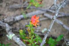 Lampranthus
