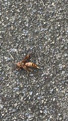 Polistes exclamans