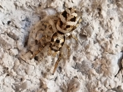 Salticus scenicus