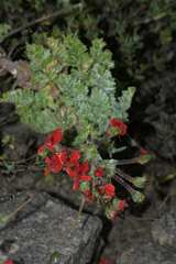 Pelargonium fulgidum