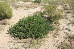 Tetragonia fruticosa