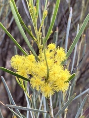 Acacia mucronata