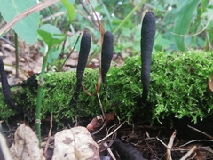 Xylaria longipes