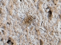 Salticus scenicus