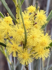 Acacia mucronata