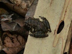 Litoria meiriana