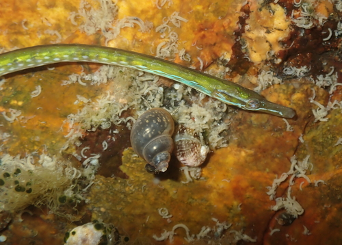 Adderzeenaald (Nerophis ophidion) — Syngnathidae — 2