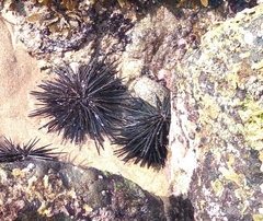 Stomopneustes variolaris