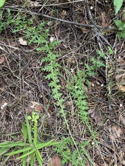Filipendula vulgaris