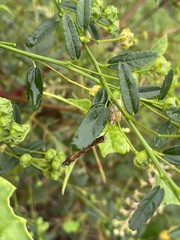Asopinae