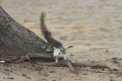 Callosciurus finlaysonii
