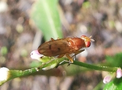 Drosophilidae
