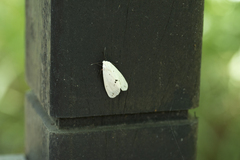 Spilarctia subcarnea