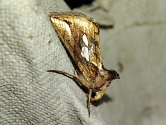 Plusia festucae