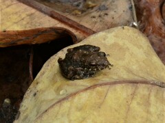 Litoria meiriana