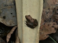 Litoria meiriana