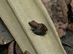 Litoria meiriana