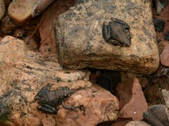 Litoria meiriana
