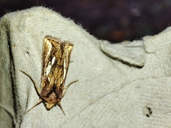 Plusia festucae