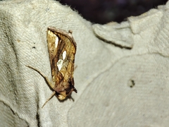 Plusia festucae