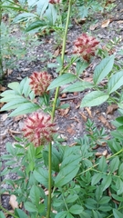 Glycyrrhiza echinata