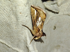 Plusia festucae
