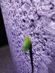 Salurnis marginella