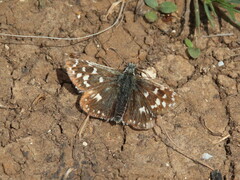 Pyrgus malvae