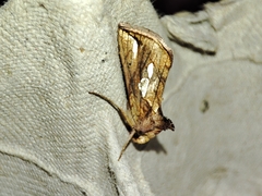 Plusia festucae