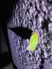Salurnis marginella