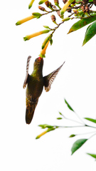 Hylocharis chrysura