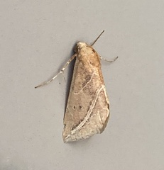 Phyprosopus callitrichoides