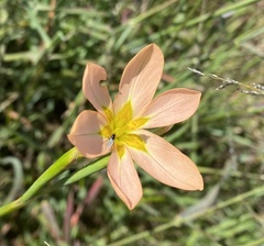 Moraea miniata