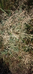 Agrostis capillaris