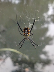 Argiope catenulata