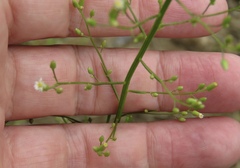 Erigeron canadensis pusillus