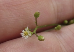 Erigeron canadensis pusillus