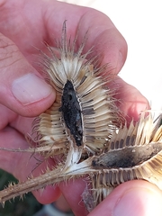 Endothenia gentianaeana