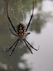 Argiope catenulata
