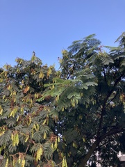 Tracheophyta