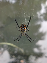 Argiope catenulata