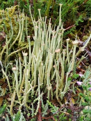 Cladonia gracilis