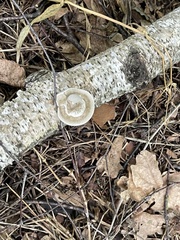 Trametes betulina