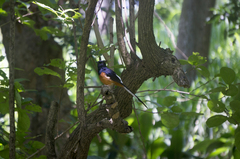 Copsychus malabaricus