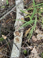 Trametes betulina