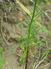 Erigeron canadensis pusillus