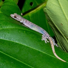 Hemiphyllodactylus typus