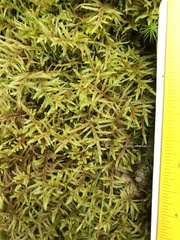 Pleurozium schreberi